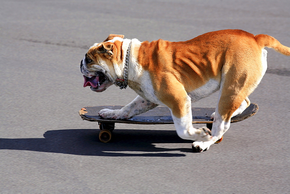 English bulldog pushes off with his left legs while riding a skateboard.