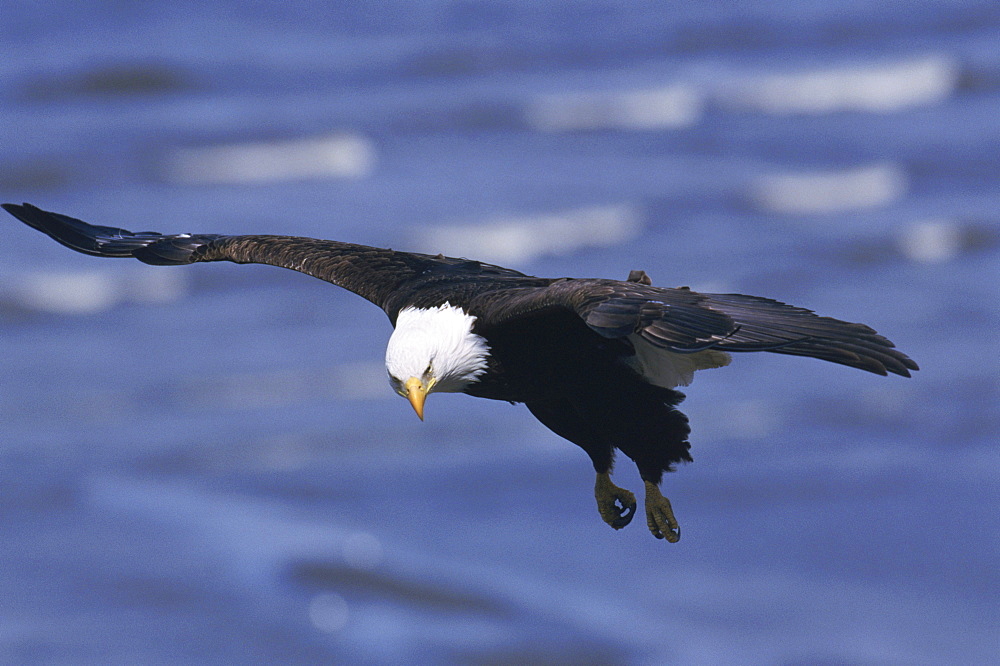 An American bald eagle (Haliaeetus leucocephalus) hunts for food in flight over Cook Inlet in Alaska.