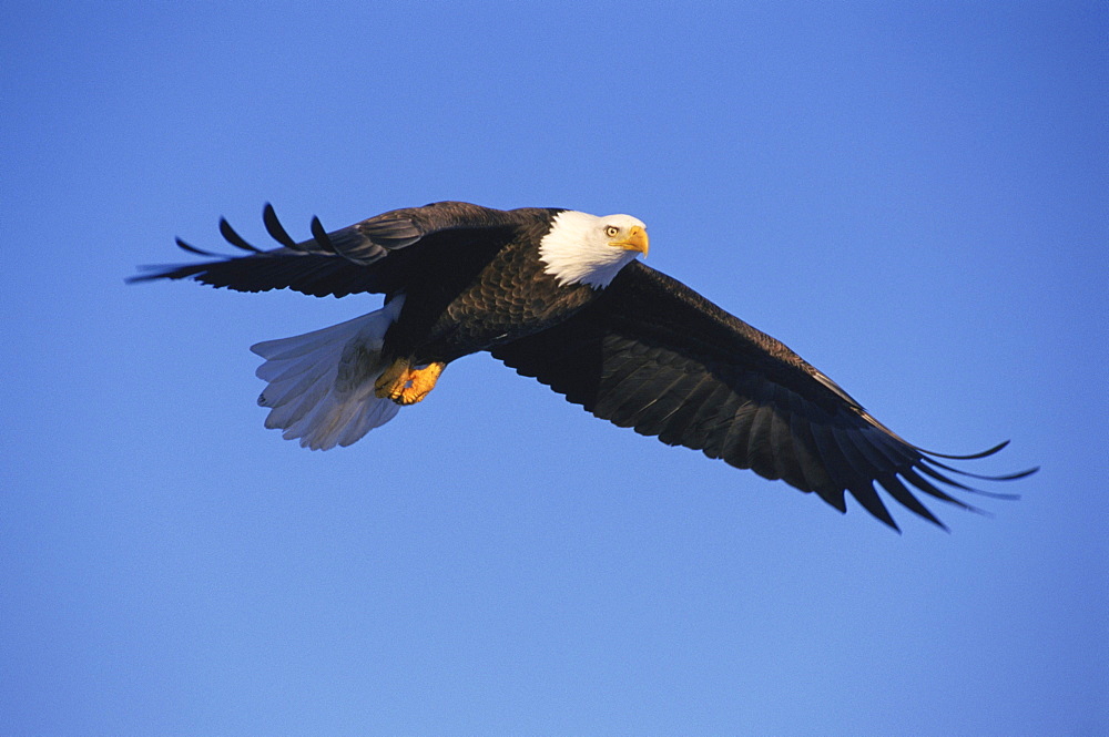 An American bald eagle (Haliaeetus leucocephalus) soaring against blue sky.