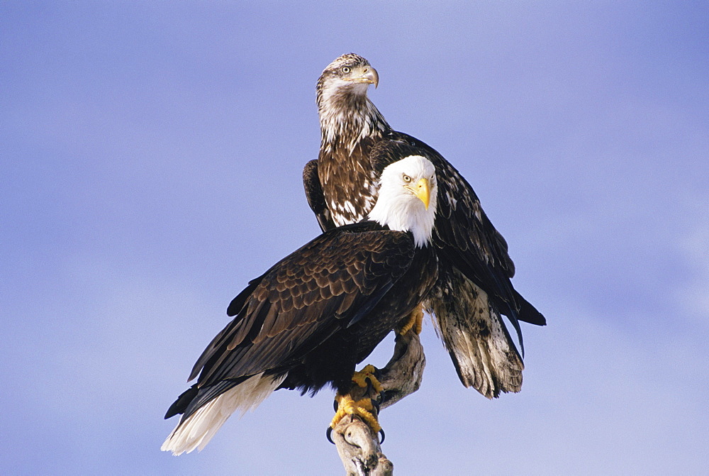 Mature and immature of American bald eagles (Haliaeetus leucocephalus) stand side-by-side on a tree branch to show the difference between juvenile and adult plumage.