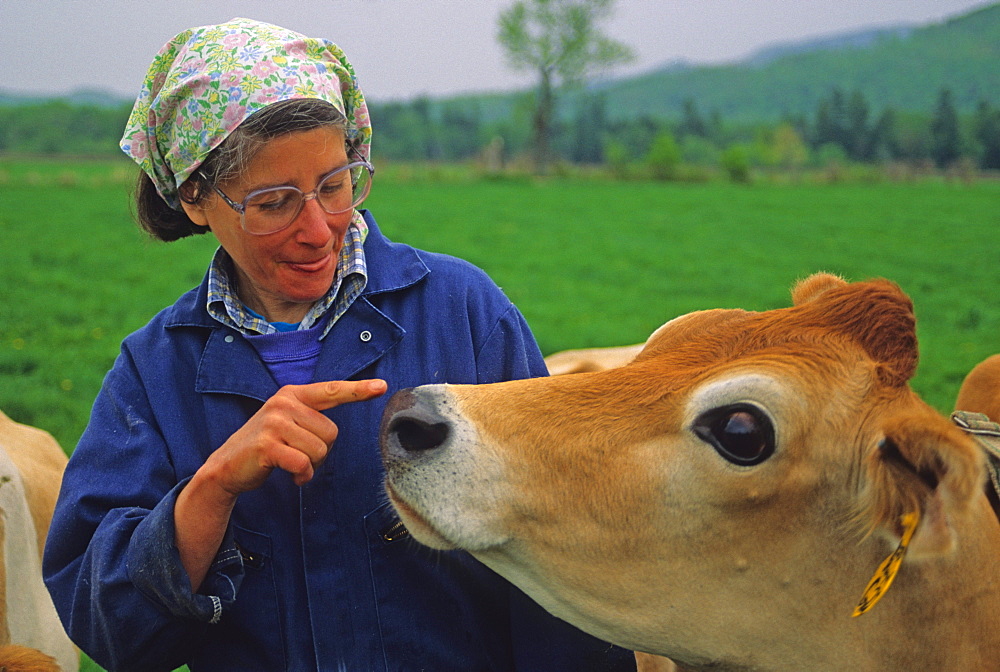 A jersey cow leans over and kisses a female farmer in Vermont's Northeast Kingdom.