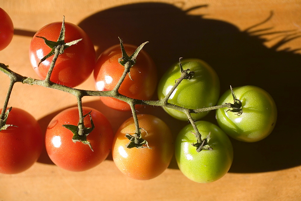 A row of small colorful tomatoes at different stages of ripeness.