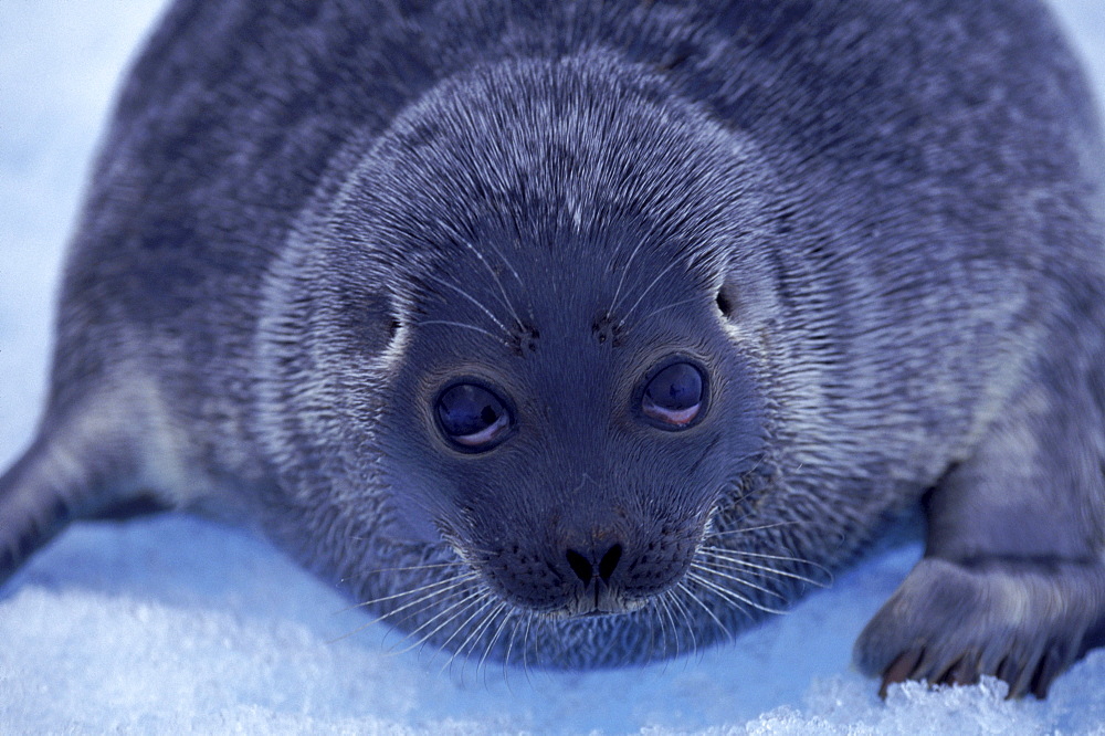 A baby seal sits on the ice of Arctic Bay. It has strayed away from its ice hole.