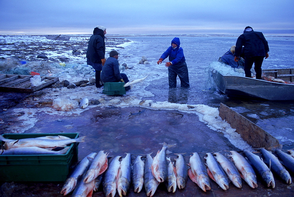 Fishing camp in Cambridge Bay, Nunavut, Canada. Boat is brought in after ice starts to form and it is the last day of fishing here for the season.