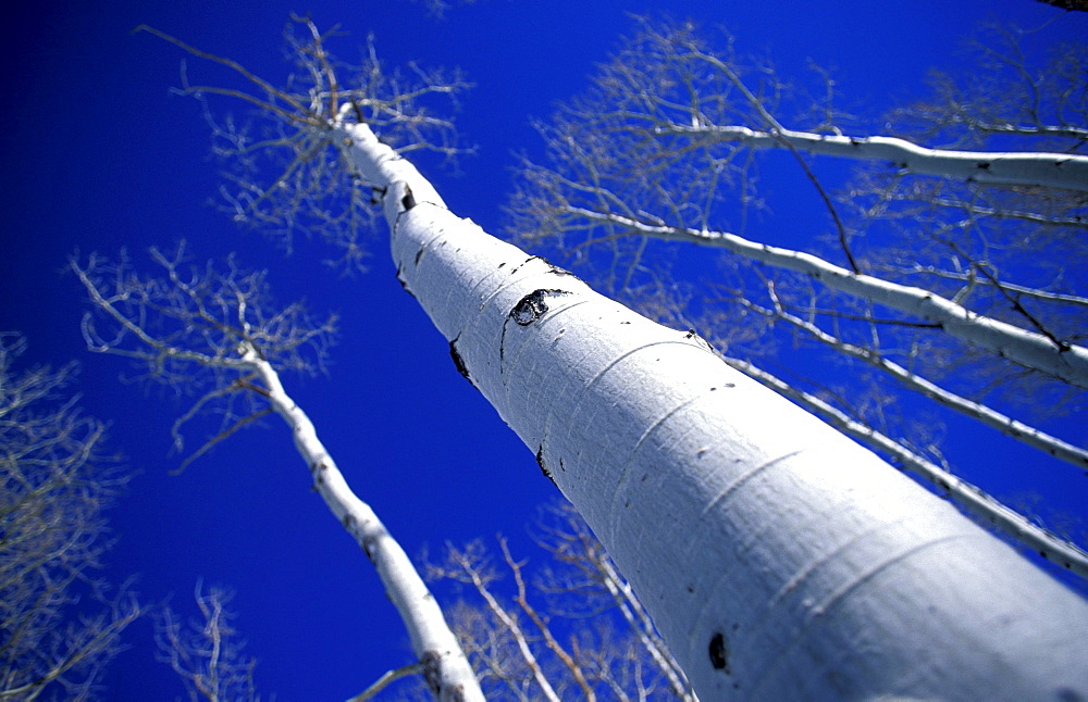 Scenic of aspen trees in winter near Yosemite National Park, California.