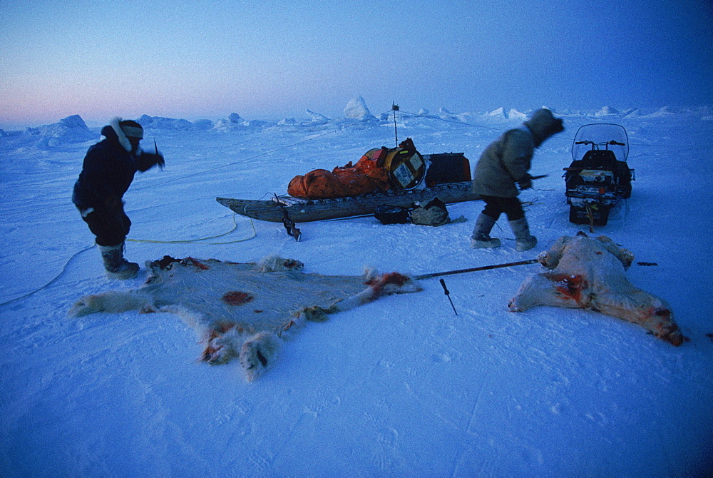 Polar Bear Hunt, Nunavut. Hunters shot 3 caribou on the way out, skinning them. Two hunters were trying to get the bear first.