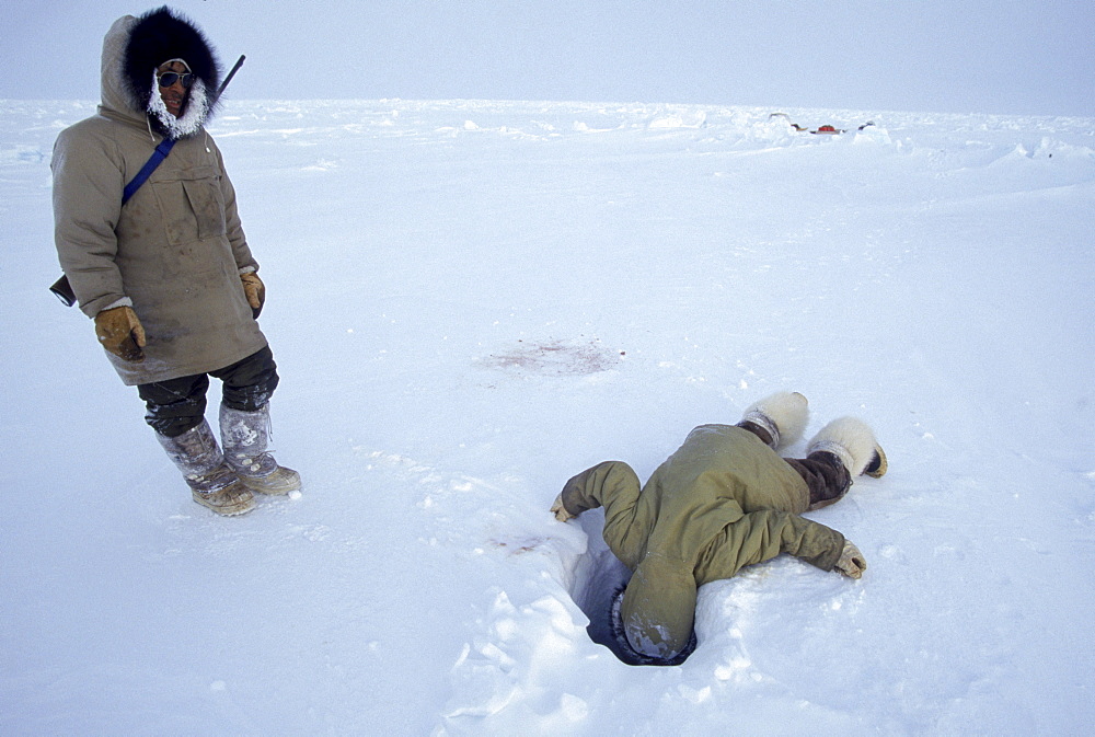 Tracking the bear. Jaypity and Daniel tracking the polar bear. The two note that the bear has recently killed a seal and eaten it at this seal hole. Jaypity takes a looks down the seal hole.