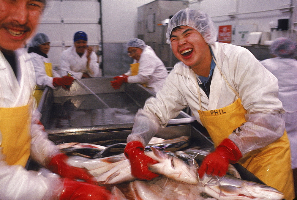 Workers at Kitikmeot Foods in Cambridge Bay clean and sort Arctic Char to export. They ship meat and fish as far as Boston, Massachusetts.