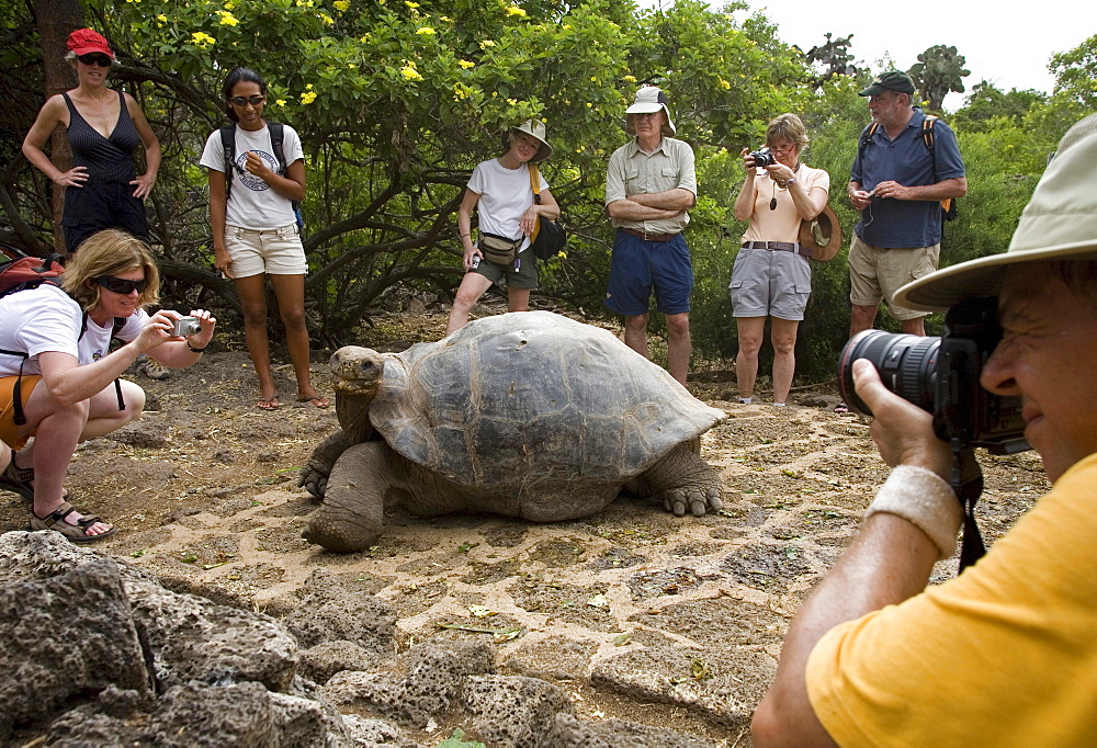 Tourists converge around a captive giant tortoise housed at the Darwin Research Station on Santa Cruz Island, Galapagos.