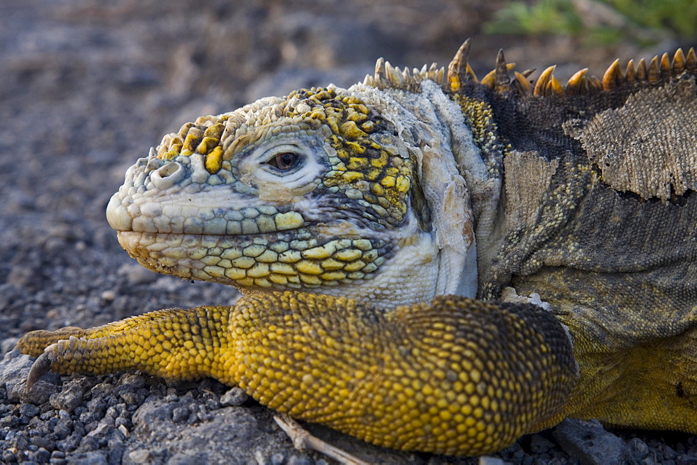 A land iguana gives the camera a sideways glance on South Plaza Island in the Galapagos.