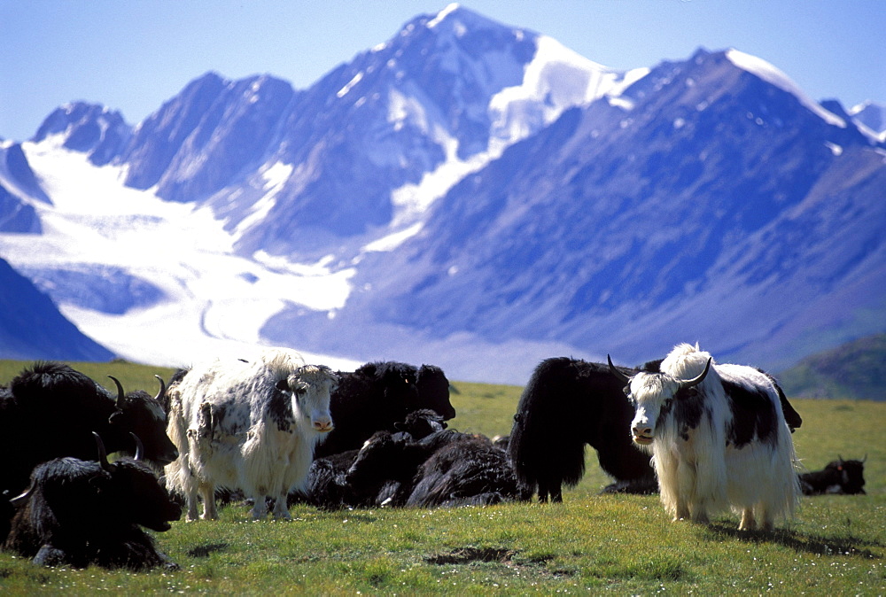 Altai Tavan Bogd National Park, Mongolia