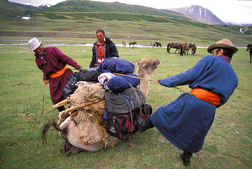 Camel packing, Altai Tavan Bogd National Park, Mongolia