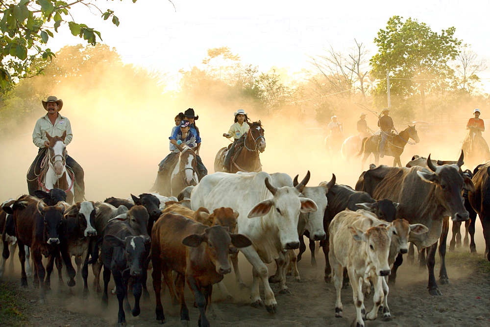 A cowboys round up calfs at a a lasso competition near Boquete, Panama