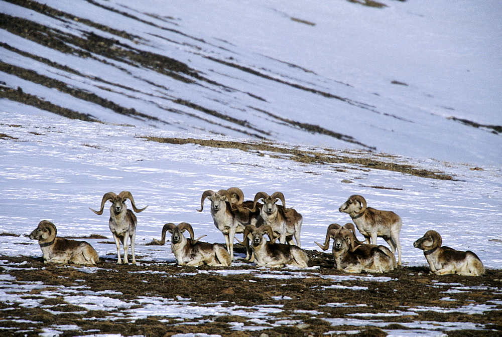 A group of Marco Polo sheep rams (Ovis ammon polii) relax on a bare patch on a snowy slope in the eastern Pamir Mountains, Gorno