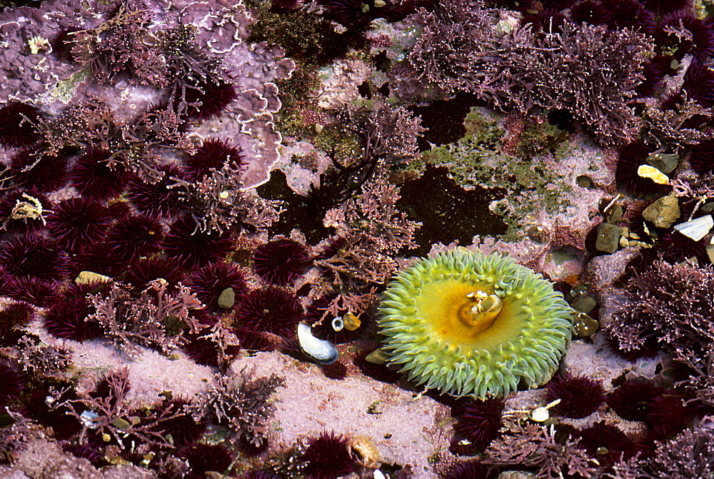 tidepool detail