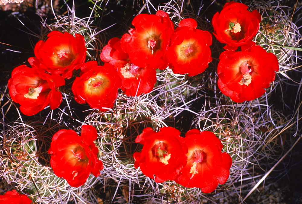 A Mojave Mound Cactus blooms.