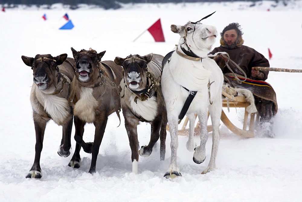 Reindeer races in Siberia