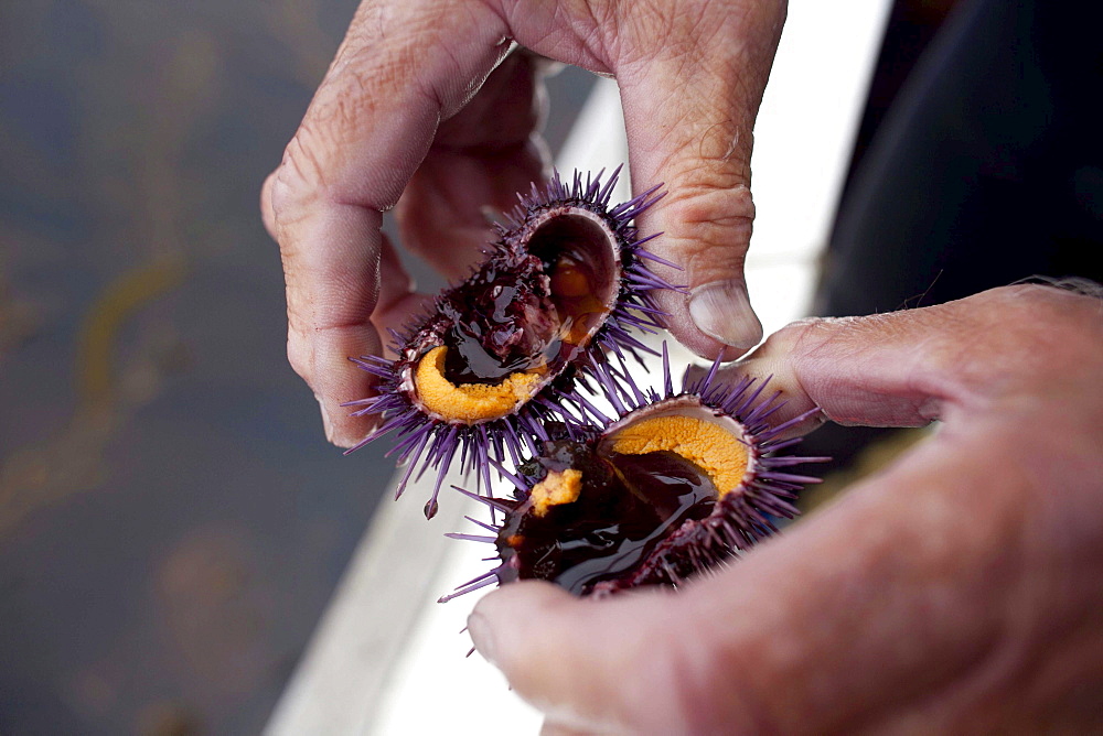 Peter Halmay (71) a former engineer turned sea urchin diver in San Diego,  Ca.,  displays an urchin on his boat after his second dive of the day. According to many,  the best urchins - the big Pacific Reds - come from the kelp forests off Point Loma,  Ca.