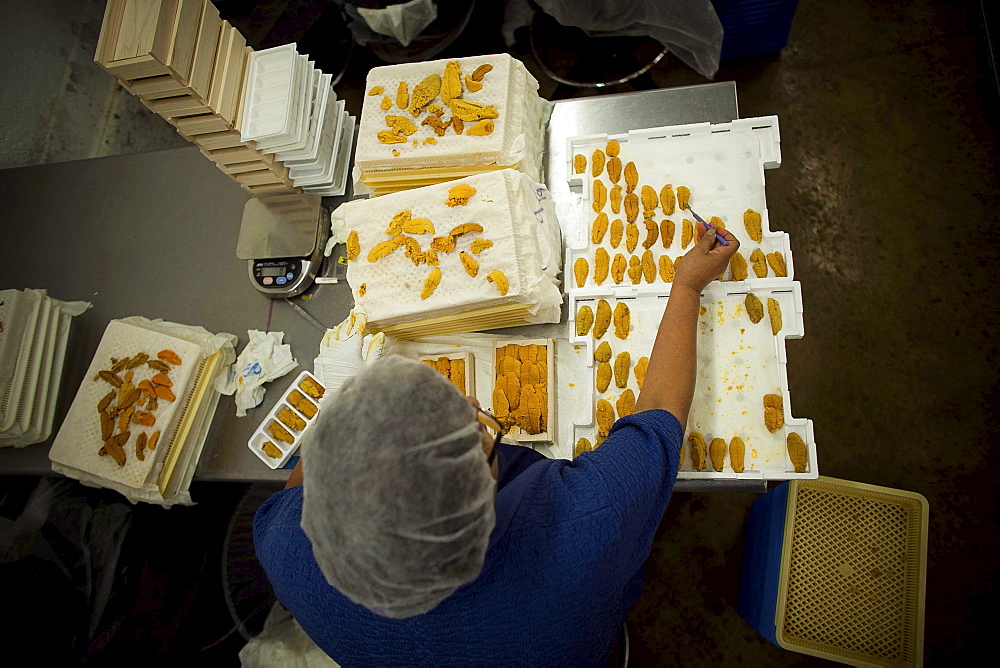 Hispanic workers at Catalina Offshore Products in San Diego,  Ca. inspect,  prepare and clean sea urchin. Urchin meat has a tiny shelf life,  meaning,  the fresh meter starts ticking the minute a diver breaks the surface with a full catch bag. After proce