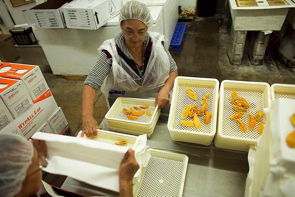 Hispanic workers at Catalina Offshore Products in San Diego,  Ca. inspect,  prepare and clean sea urchin. Urchin meat has a tiny shelf life,  meaning,  the fresh meter starts ticking the minute a diver breaks the surface with a full catch bag. After proce