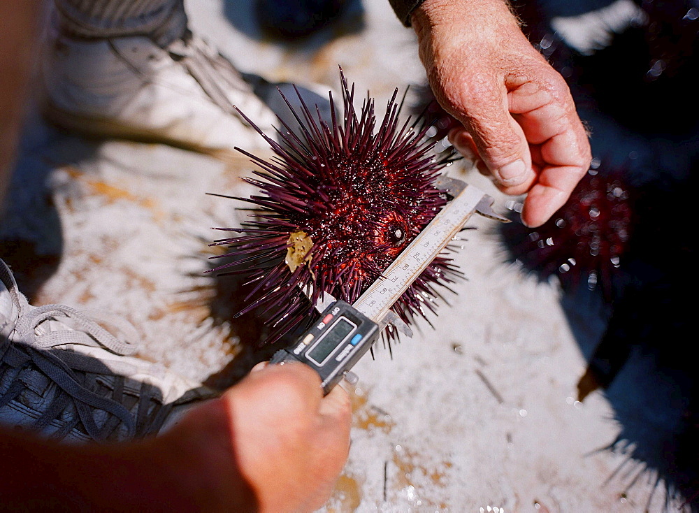 A sea urchin is measured onboard a dive boat in San Diego,  Ca. According to many,  the best urchins - the big Pacific Reds - come from the kelp forests off Point Loma,  Ca.,  thousands of miles from countries that pay the big money for fresh urchin roe.