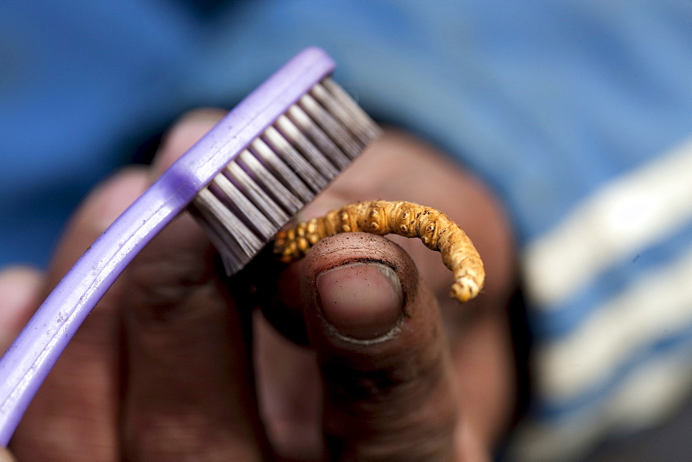 Freshly picked yarshagumba is cleaned with the help of tooth brush. Naar Valley, Manang, Nepal.