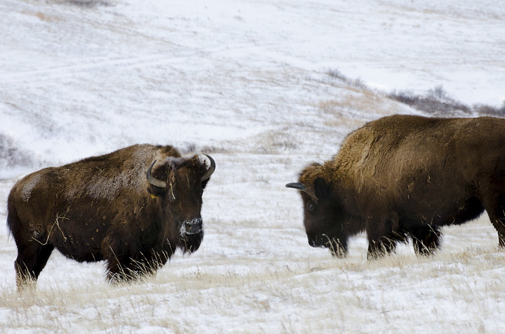 Ft. Peck has an existing herd of bison that are not genetically pure Yellowstone bison.  These run in a pasture next to the Yellowstone bison. The pure bsion are being held in a 20-acre pen until they're released to into a fenced pasture.