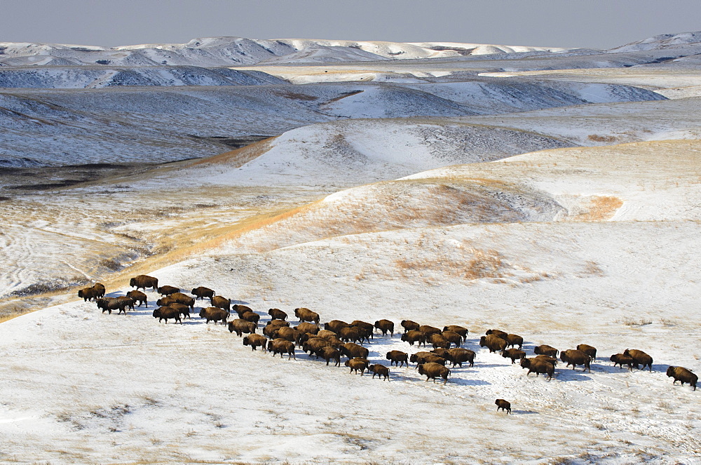 Ft. Peck has an existing herd of bison that are not genetically pure Yellowstone bison.  These run in a pasture next to the Yellowstone bison. The pure bsion are being held in a 20-acre pen until they're released to into a fenced pasture.