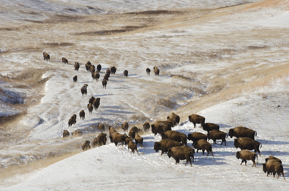 Ft. Peck has an existing herd of bison that are not genetically pure Yellowstone bison.  These run in a pasture next to the Yellowstone bison. The pure bsion are being held in a 20-acre pen until they're released to into a fenced pasture.