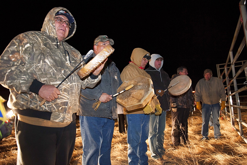 Tribal singers welcome the bison home. Yellowstone bison are unloaded to a pasture on the Ft. Peck Indian reservation.  The frst time in history Yellowstone bison have returned to the tribes.