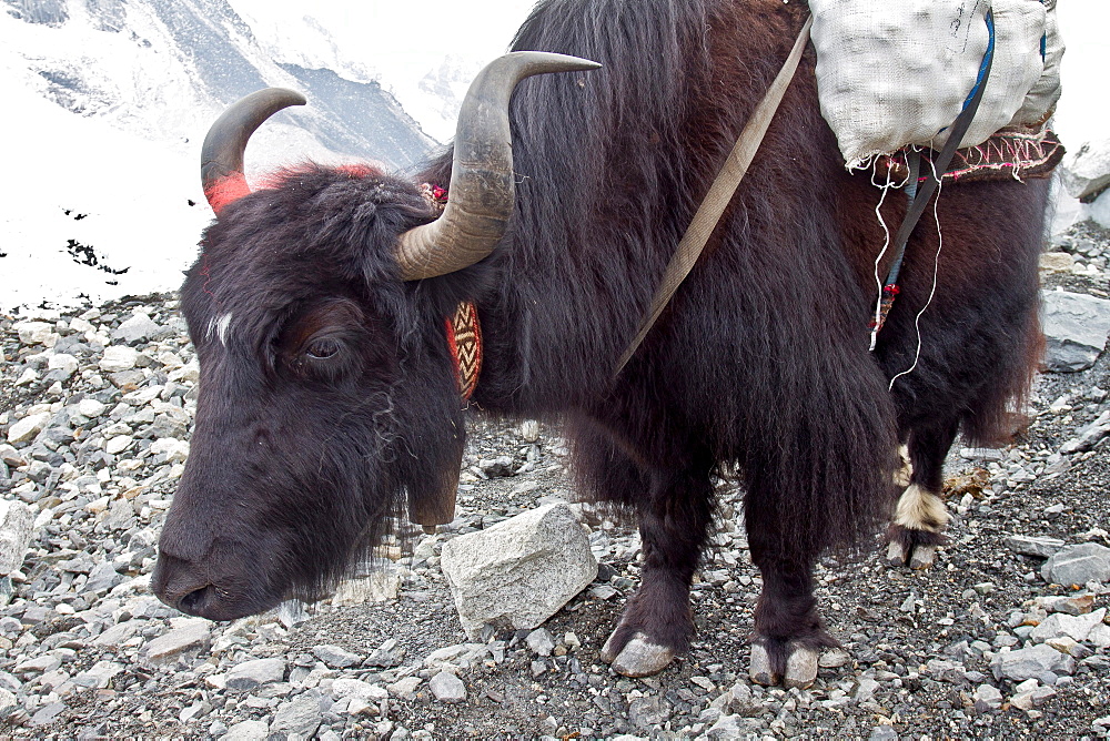 A Yak at Everest Base Camp