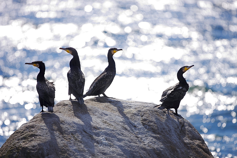 Four cormorants sitting on a rock.