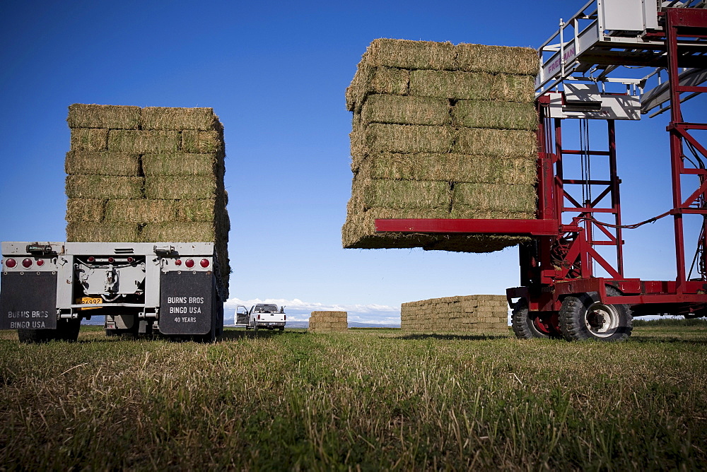 Farm machinery stacks  and loads organic hay in Northern California.