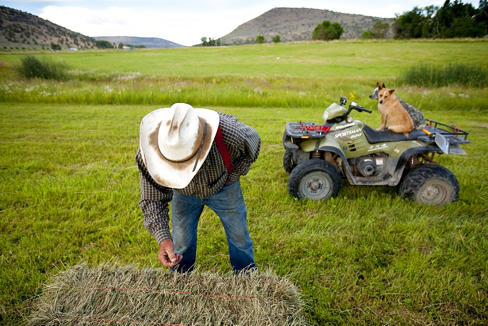 A rancher inspects a bale of hay while his dogs watch from atop an ATV on his land in Southern Orregon.