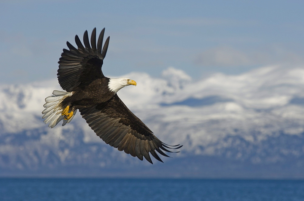 American Bald Eagle in flight near Homer, Alaska.