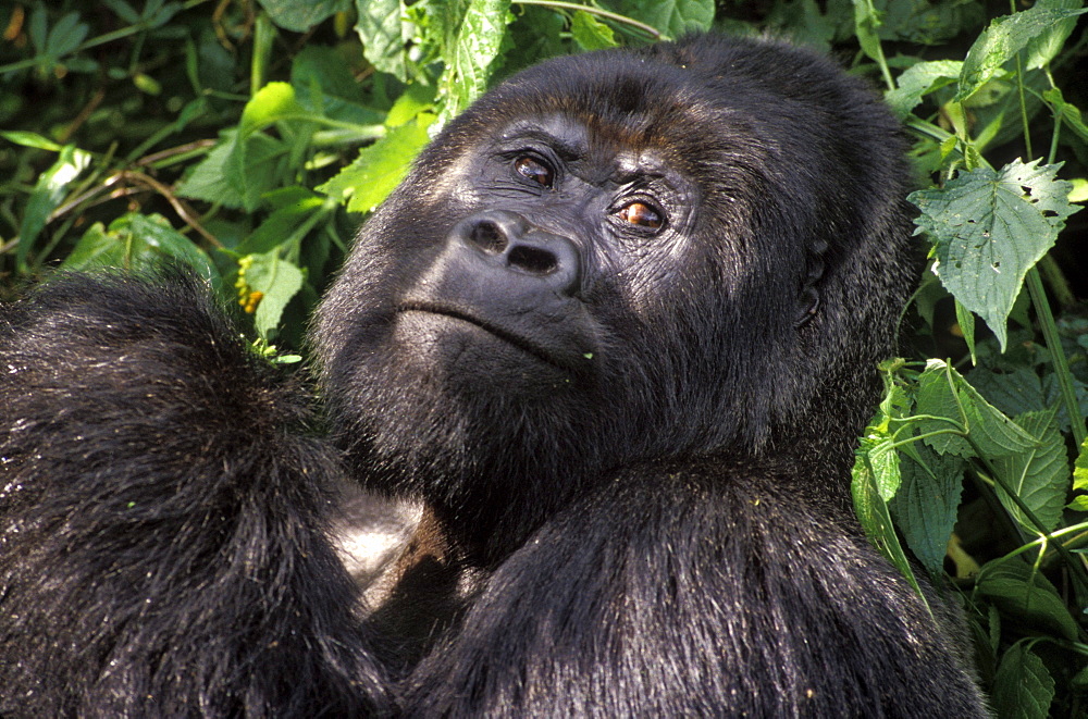 Silverback mountain gorilla in Virunga National Park, Africa