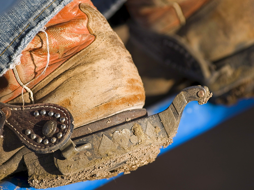 Boots with spurs of a rodeo cowboy at work.