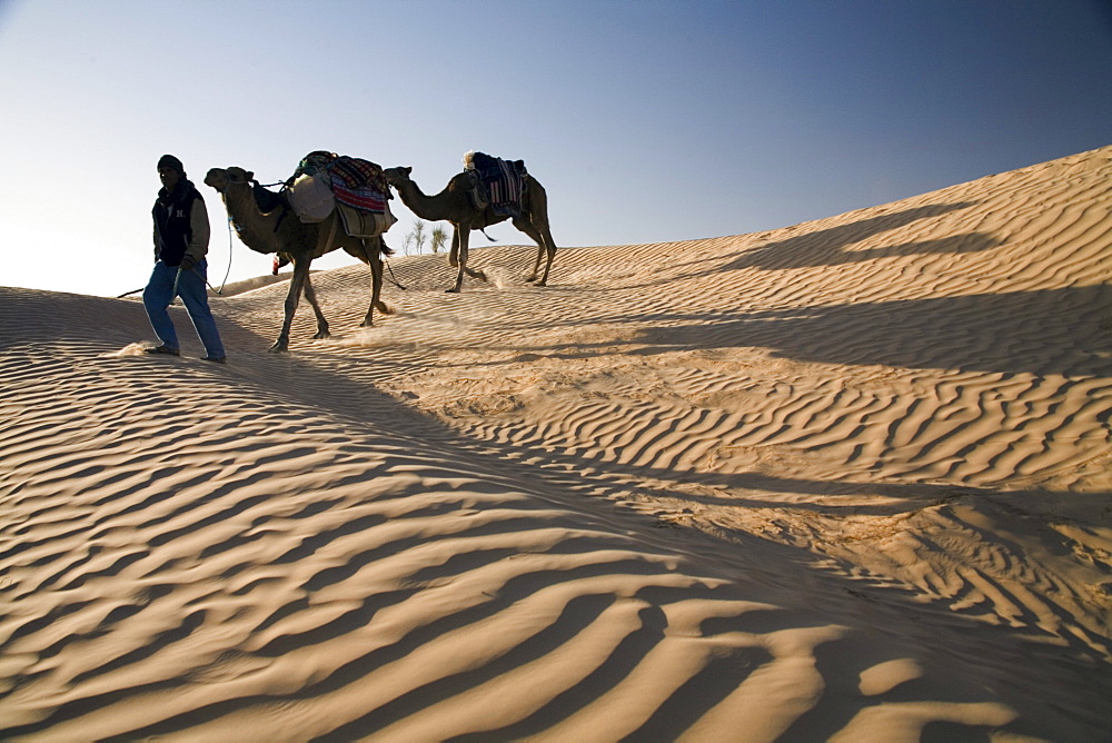 Camel trekking guide Nasser leads two camels (dromedaries) down a sand dune.