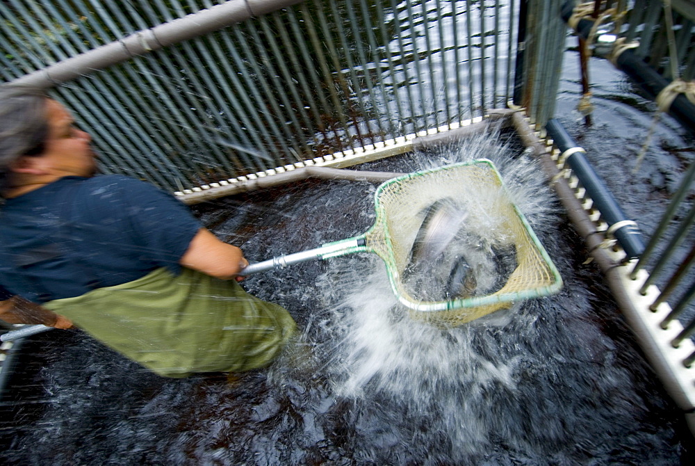 Weir worker counting salmon caught in the weir, SE Alaska
