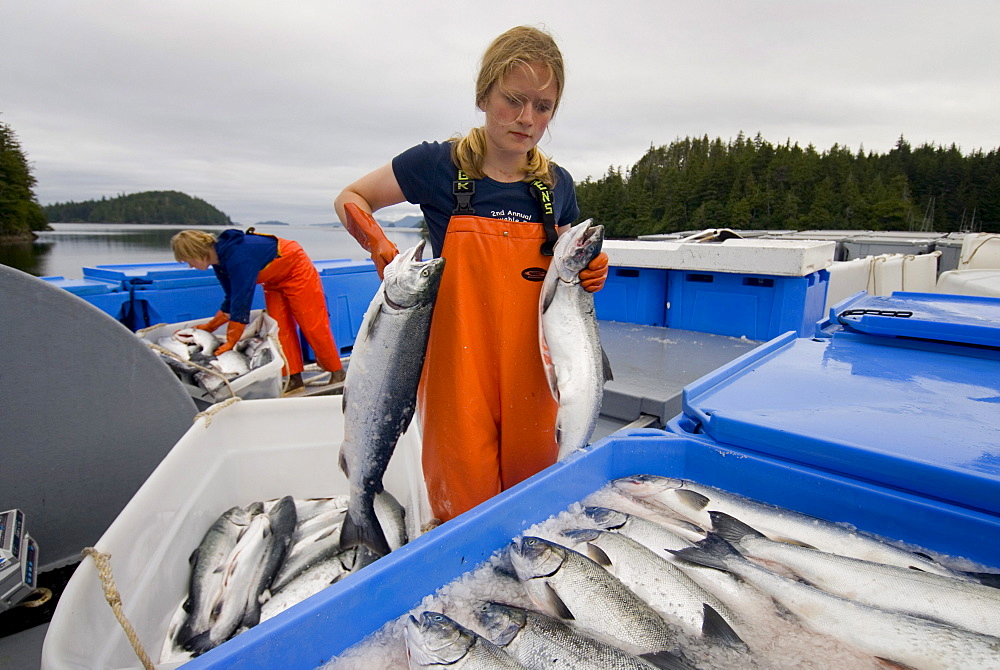 Freezer packing freshly caught coho salmon, Craig, Alaska