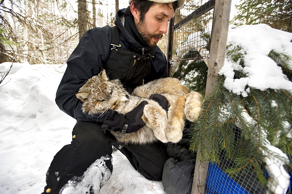 After processing, A wildlife technician carries the lynx back to the trap.