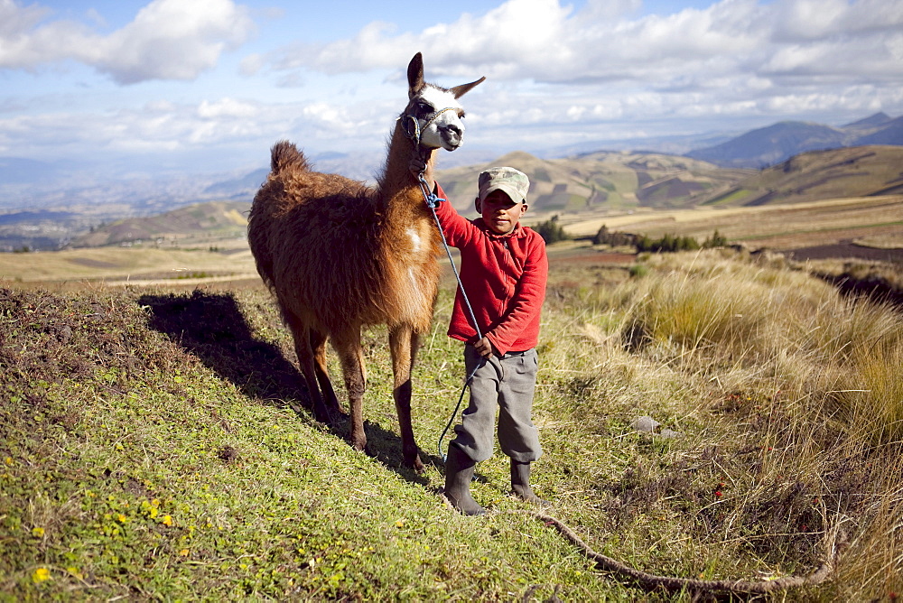 A young Andean boy shows off  an alpaca in front of patchwork p√É¬°ramo fields surrounded by golden light at the base of Chimborazo volcano in Ecuador.