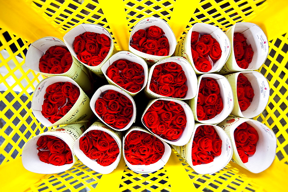 A basket full of red roses ready to ship from the Nevado Roses farm in Ecuador.