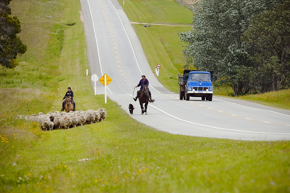 Two people with horses moving a group of sheep next to a road in Uruguay.