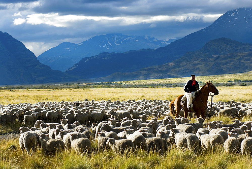 Patagonia Gaucho herding sheep on Estancia Chacabuco, Patagonia.