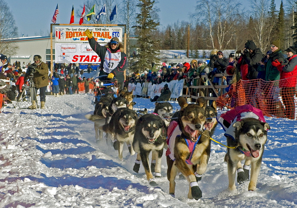 A musher departs the starting gate in Willow, Alaska at the 2010 Iditarod Trail Sled Dog Race.