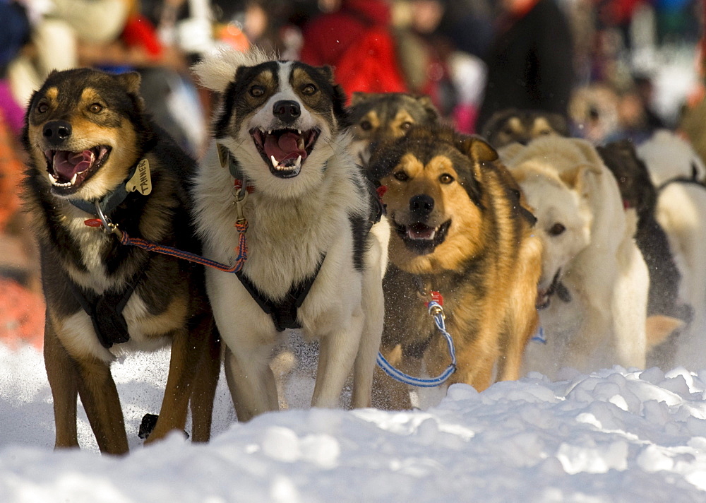 A dog team departs the starting gate in Willow, Alaska at the 2010 Iditarod Trail Sled Dog Race.