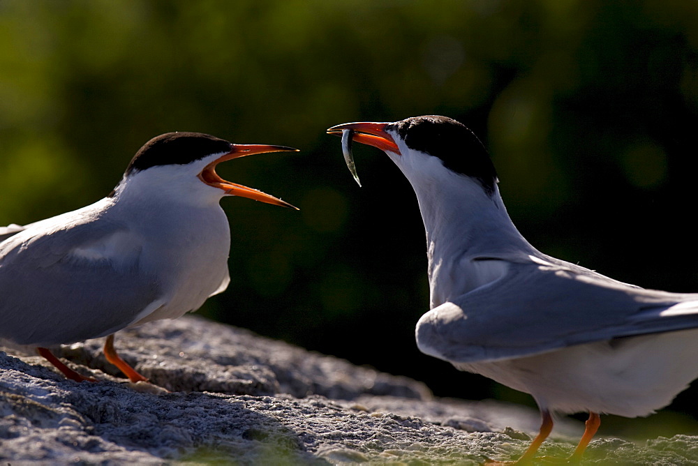 Common Tern, Sterna hirundo, on Eastern Egg Rock Island, Maine.