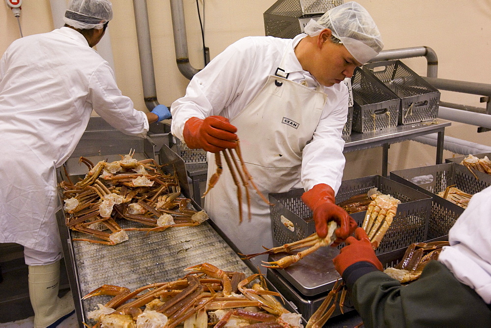 Narsaq Seafood Processing Snow Crabs in Narsaq, Greenland.