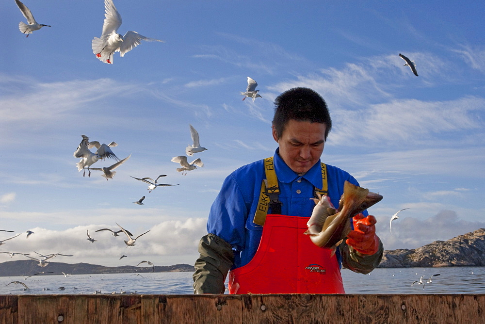 Local cod fishermen in Qaqortoq, Greenland.